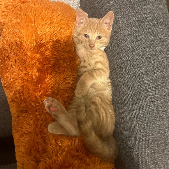 Meet your Posher, Kiara - Picture 3 of 5